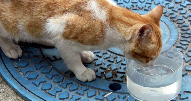 Beni Unutma, Ben Sokakta Sesi Olmayan Canlıyım!