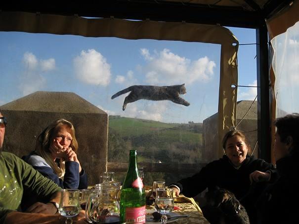 Çekilen Fotoğraflarda Ben de Olmalıyım Diyen Hepsi Birbirinden Oyunbozan Kediler