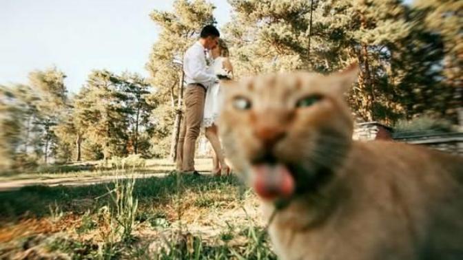 Çekilen Fotoğraflarda Ben de Olmalıyım Diyen Hepsi Birbirinden Oyunbozan Kediler