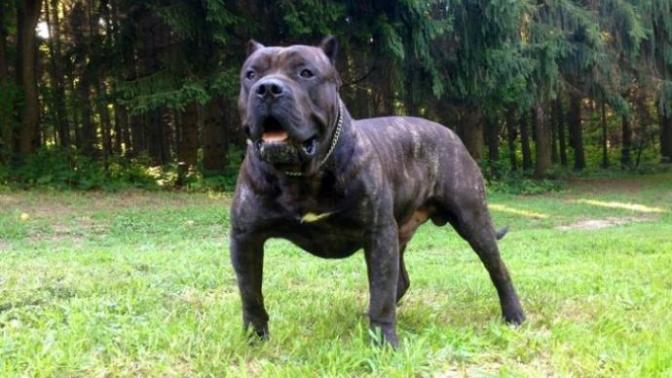 Gördüğünüzde Panik Olmadan Kaçmanız Gereken 6 Köpek Cinsi