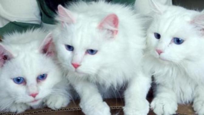 En Sevimli 5 Kedi Türü