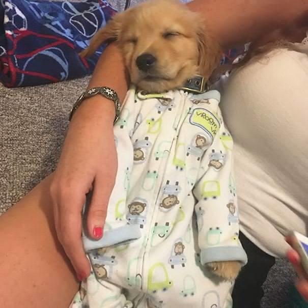Kedimi veya Köpeğimi Bir Daha Kimseye Bırakmam Demenize Neden Olacak Anlar
