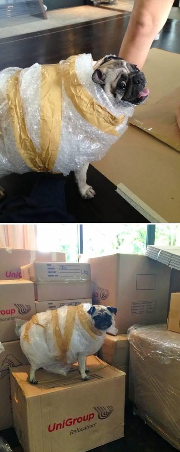 Kedimi veya Köpeğimi Bir Daha Kimseye Bırakmam Demenize Neden Olacak Anlar