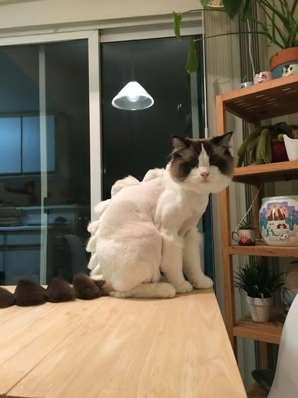 Kedimi veya Köpeğimi Bir Daha Kimseye Bırakmam Demenize Neden Olacak Anlar