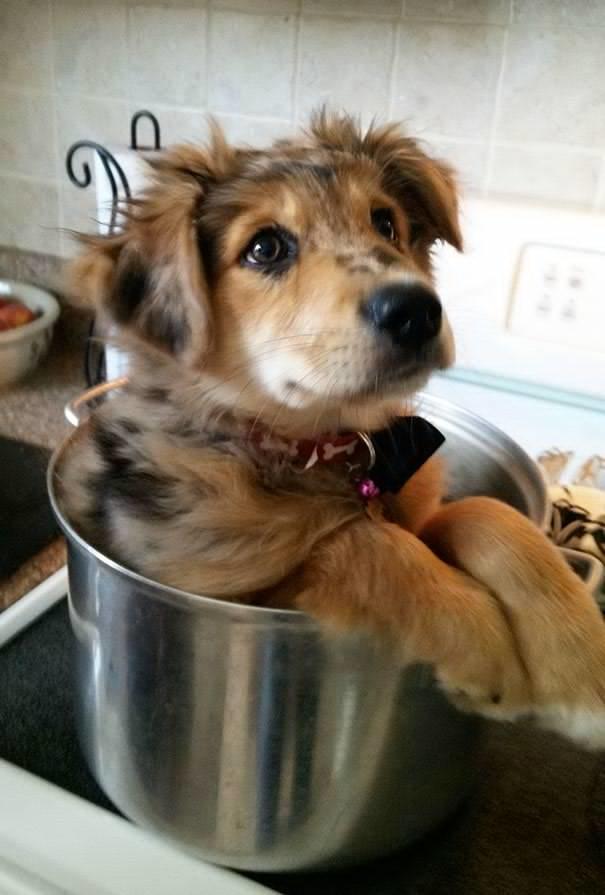Kedimi veya Köpeğimi Bir Daha Kimseye Bırakmam Demenize Neden Olacak Anlar