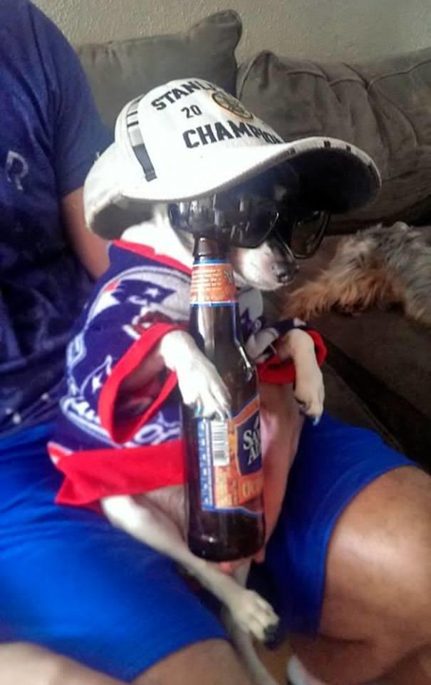 Kedimi veya Köpeğimi Bir Daha Kimseye Bırakmam Demenize Neden Olacak Anlar