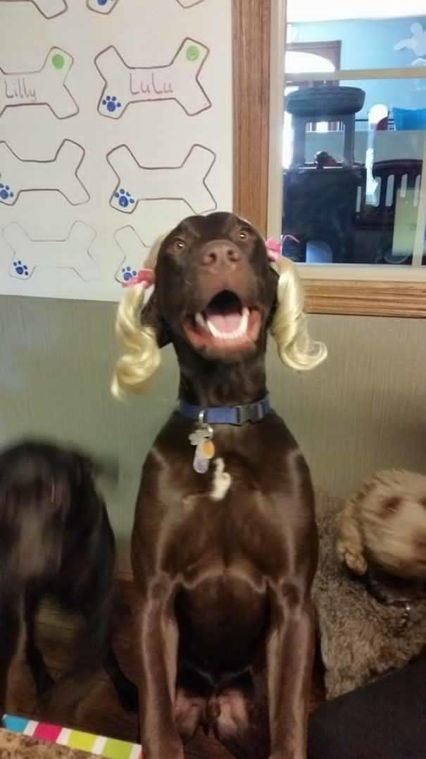 Kedimi veya Köpeğimi Bir Daha Kimseye Bırakmam Demenize Neden Olacak Anlar