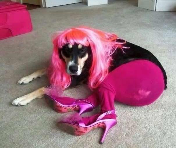 Kedimi veya Köpeğimi Bir Daha Kimseye Bırakmam Demenize Neden Olacak Anlar