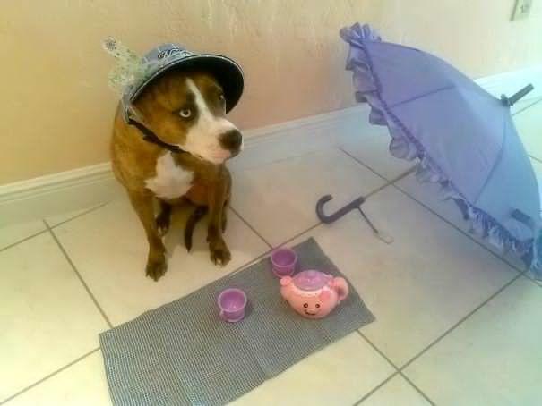 Kedimi veya Köpeğimi Bir Daha Kimseye Bırakmam Demenize Neden Olacak Anlar
