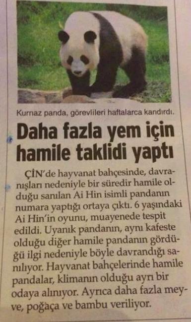 Sosyal İlişkiler Konusunda Pandaların Türk Erkeklerinden Daha Üstün Olduğunun Görselli Kanıtları