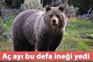 Erkeklerin Birer "Boz Ayı" Olduğunu Biliyor Musunuz?