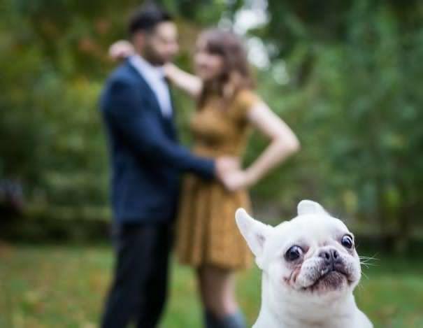 Sahiplerine Yanımıza Almasaydık Dedirtecek, Mükemmel Anları Yok Eden Birbirinden Fırlama Köpekler