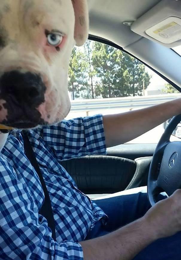 Sahiplerine Yanımıza Almasaydık Dedirtecek, Mükemmel Anları Yok Eden Birbirinden Fırlama Köpekler