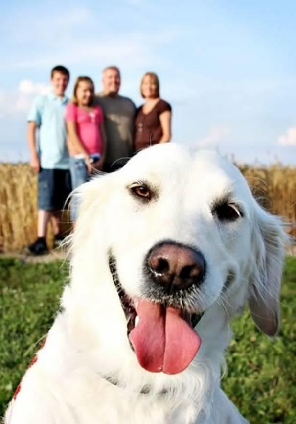 Sahiplerine Yanımıza Almasaydık Dedirtecek, Mükemmel Anları Yok Eden Birbirinden Fırlama Köpekler