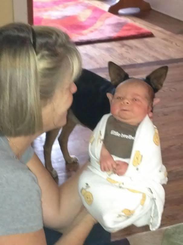 Sahiplerine Yanımıza Almasaydık Dedirtecek, Mükemmel Anları Yok Eden Birbirinden Fırlama Köpekler