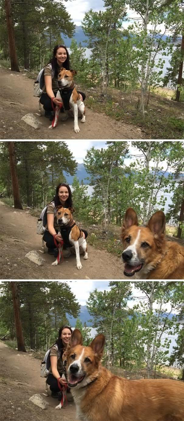 Sahiplerine Yanımıza Almasaydık Dedirtecek, Mükemmel Anları Yok Eden Birbirinden Fırlama Köpekler