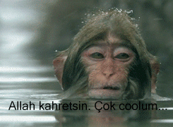 Maymunlar ve İnsanların Ortak Özellikleri