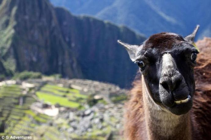 Objektiflere Takılan Sevimli Dostlarımızın Konuşan Fotoğrafları