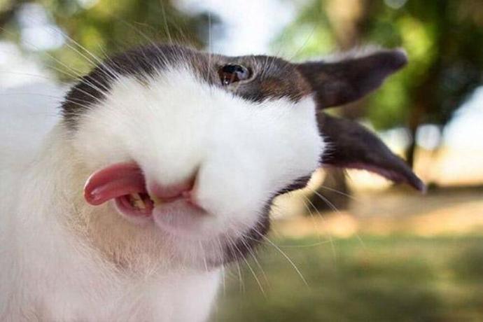 Objektiflere Takılan Sevimli Dostlarımızın Konuşan Fotoğrafları