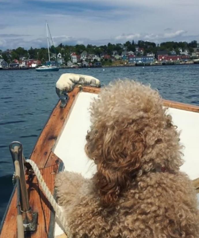 Goldendoodle Samson'la Nasıl Tatil Yapılacağını Öğrenin!