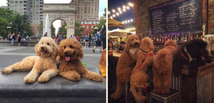 Goldendoodle Samson'la Nasıl Tatil Yapılacağını Öğrenin!