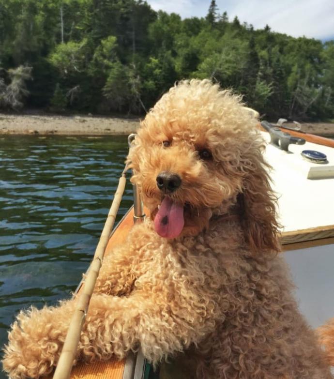 Goldendoodle Samson'la Nasıl Tatil Yapılacağını Öğrenin!