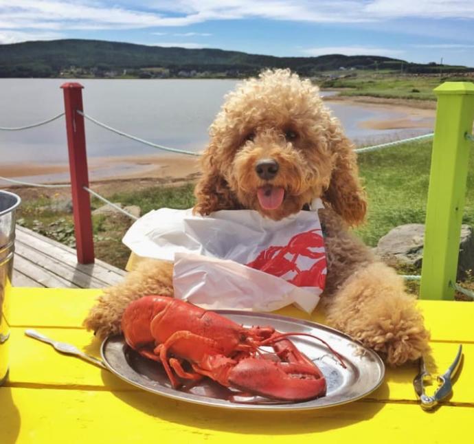 Goldendoodle Samson'la Nasıl Tatil Yapılacağını Öğrenin!