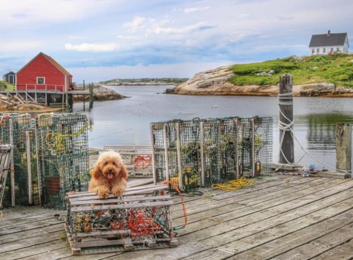 Goldendoodle Samson'la Nasıl Tatil Yapılacağını Öğrenin!