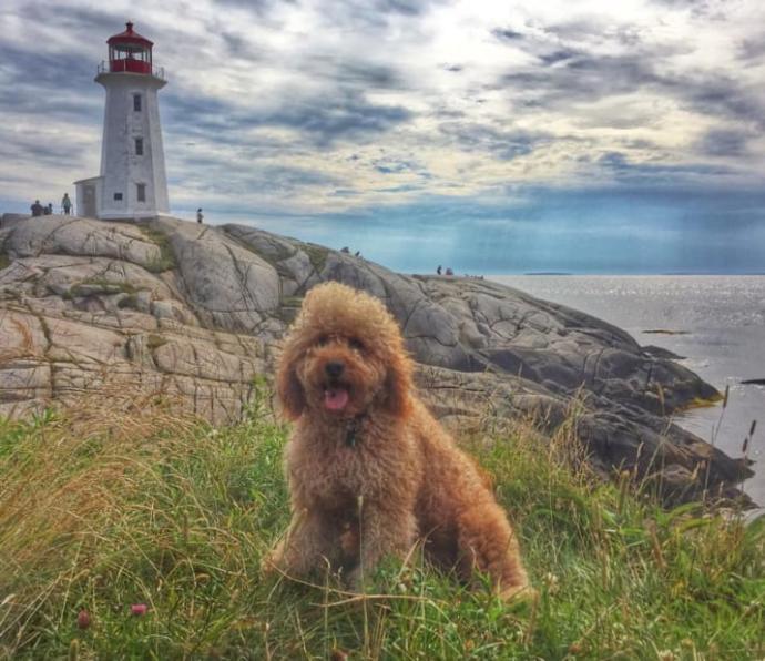 Goldendoodle Samson'la Nasıl Tatil Yapılacağını Öğrenin!