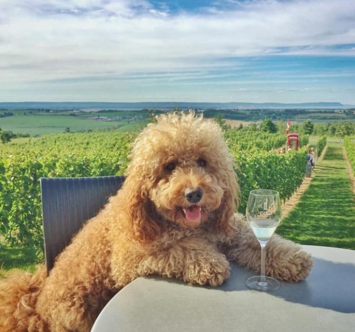 Goldendoodle Samson'la Nasıl Tatil Yapılacağını Öğrenin!