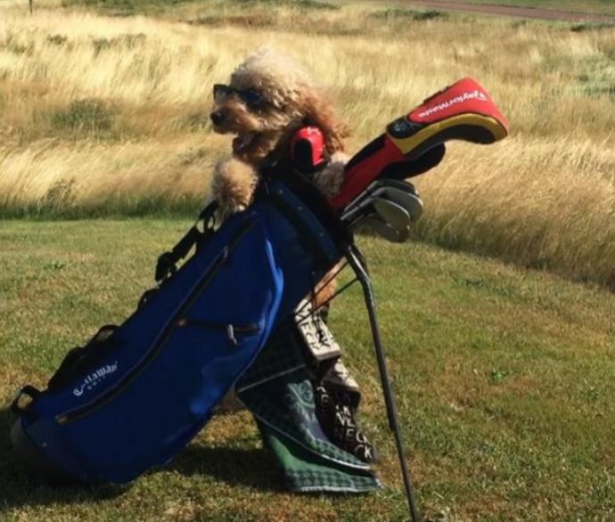Goldendoodle Samson'la Nasıl Tatil Yapılacağını Öğrenin!