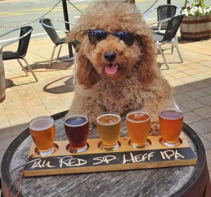 Goldendoodle Samson'la Nasıl Tatil Yapılacağını Öğrenin!
