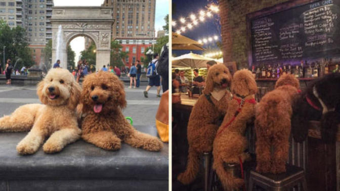 Goldendoodle Samson'la Nasıl Tatil Yapılacağını Öğrenin!