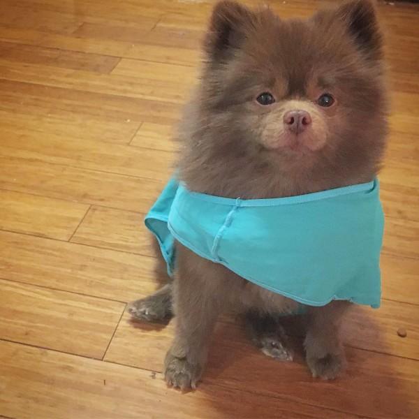 Barınaktan Sanat Camiasına Pati Atan En Minnoş Köpek "Bert" İle Tanışın!
