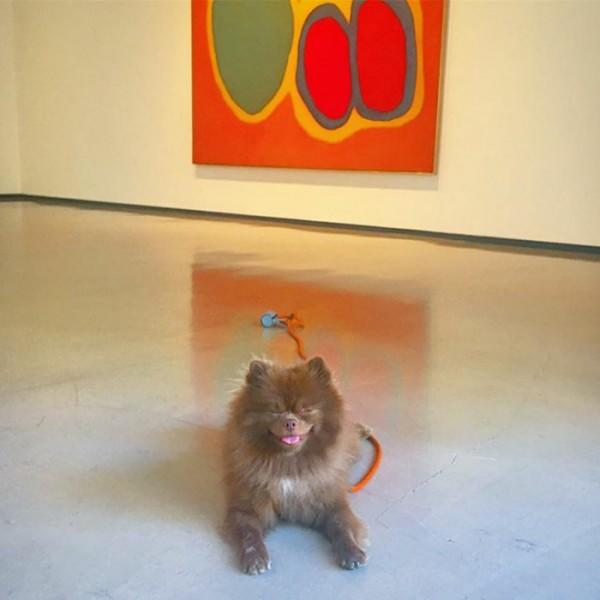Barınaktan Sanat Camiasına Pati Atan En Minnoş Köpek "Bert" İle Tanışın!