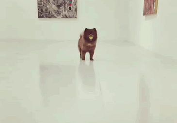 Barınaktan Sanat Camiasına Pati Atan En Minnoş Köpek "Bert" İle Tanışın!