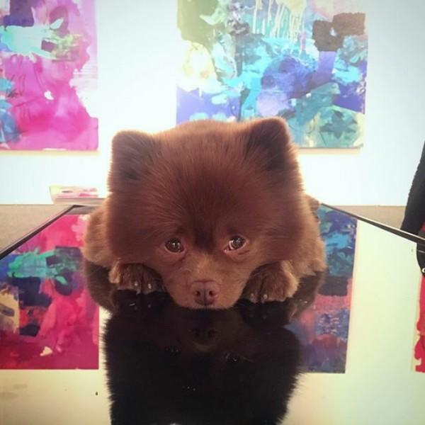 Barınaktan Sanat Camiasına Pati Atan En Minnoş Köpek "Bert" İle Tanışın!