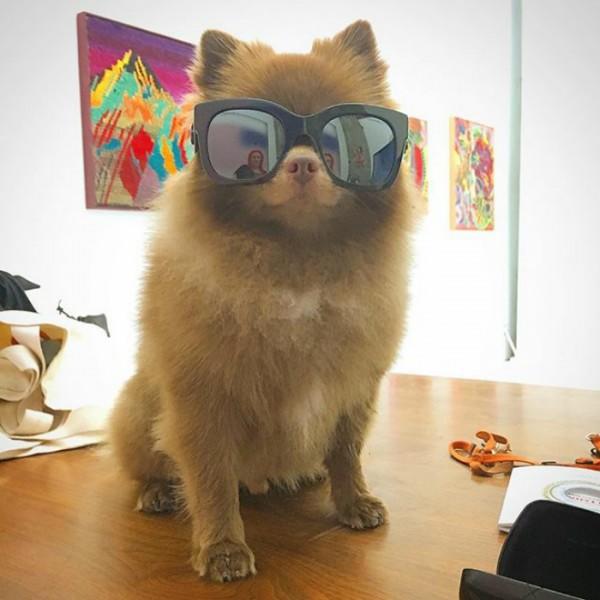 Barınaktan Sanat Camiasına Pati Atan En Minnoş Köpek "Bert" İle Tanışın!