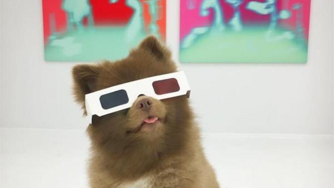 Barınaktan Sanat Camiasına Pati Atan En Minnoş Köpek "Bert" İle Tanışın!