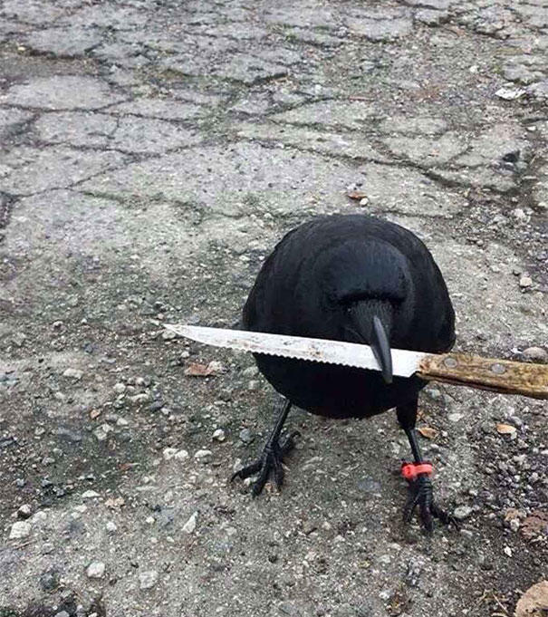 Kargaların En Güzel 10 Sayko Hali