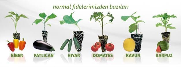 Bahar Geldi, Peki Daha Kaliteli Sebzeyi Nasıl Yetiştiririz?