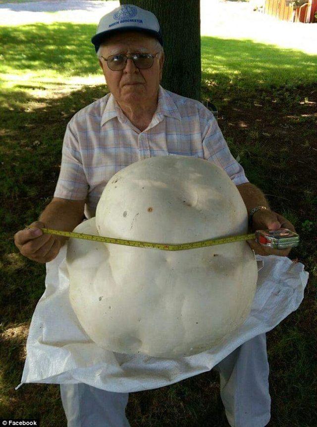 Mantarın Zehirli Olup Olmadığını Anlamanın 3 Yolu