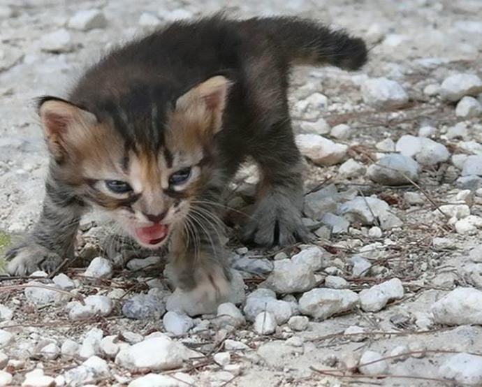 Sinirlendiğinde 10 Miyav Gücüne Ulaşan Birbirinden Agresif Kedicikler!