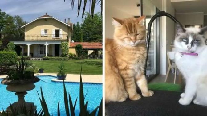 Sevimli Hayvanlara Bakıcılık Yaparak Lüks Villalarda Tatil Yapmaya Ne Dersiniz?