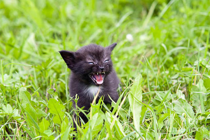 Kedileri Kızdırmayın, Bu Kediler Tam Tırmalayacak Cinsten