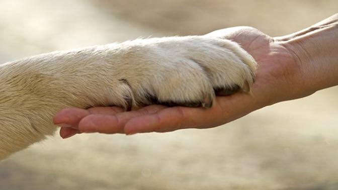 Köpekleri Tanıyalım