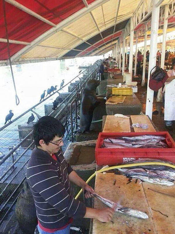Karnesindeki Kırık Notların Korkusuyla Saklanan Çocuklara Taş Çıkartan, Kamuflaj Becerisi Über Seviyeye Ulaşmış Sevimli Hayvanlar