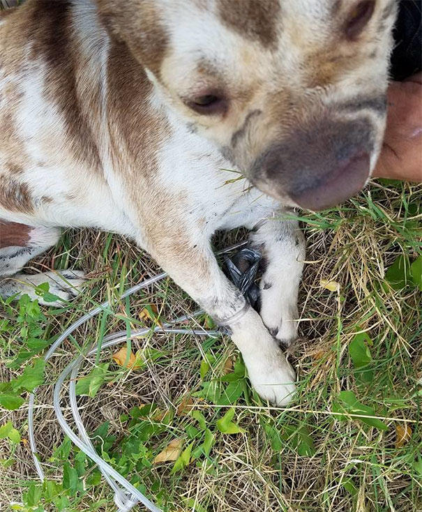 Saatlerce Ölüme Terk Ettiler Yine de Kurtuldu!