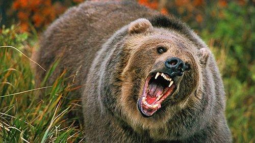 Pişmiş Tavuğun Başına Gelmeyenler Senin Başına Geldiğinde Hayatta Kalma Rehberi!