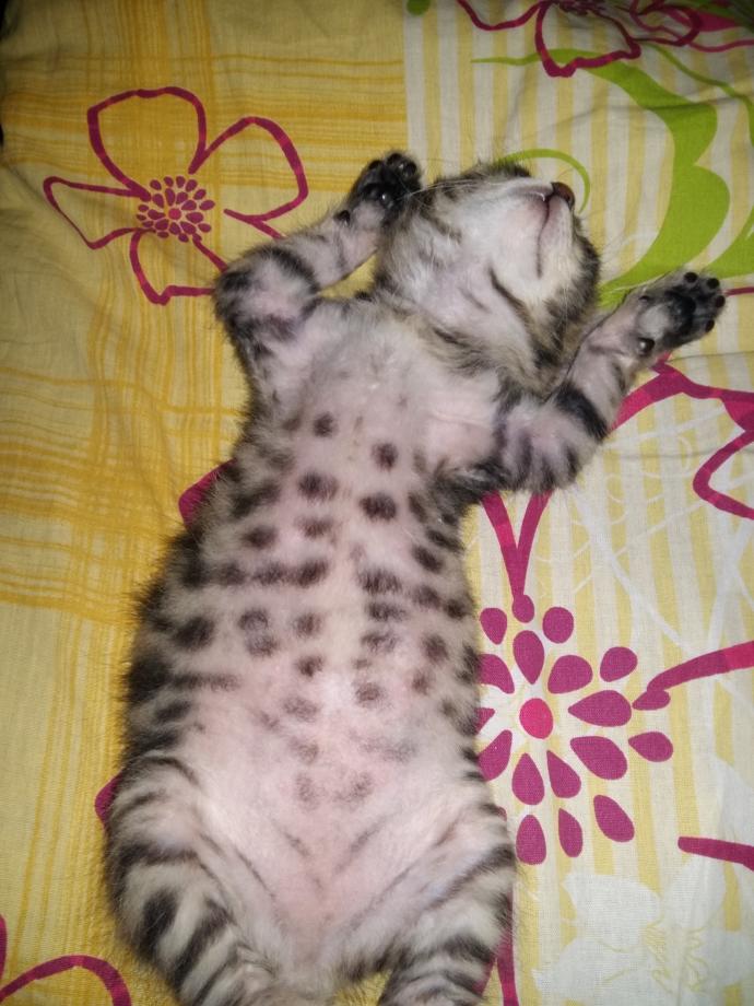 2017 İlkbahar Mevsiminin "En Popüler" 4 Kedicik Fotoğrafı